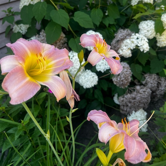 Meet your Posher, Emily - Picture 1 of 1